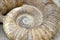 Petrified ammonite, closeup.