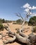 Petrified Barren Tree in Desert at Arches National Park