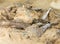 Petrified bbones of Hadrosaur Alberta Canada
