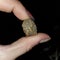 Petrified brain ancient pagan pagan rock ritual