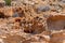 Petrified coral reef structures sediment stone in the Kalbarri National park Australia