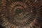 Petrified extinct ammonite fossil shell remains