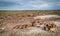 Petrified Forest Landscapes