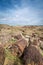 Petrified Forest Landscapes