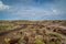 Petrified Forest Landscapes