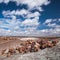 Petrified Forest National Park