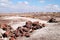 Petrified Forest National Park