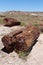 Petrified Forest National Park - Geological Wonder of Arizona