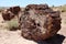 Petrified Forest National Park - Geological Wonder of Arizona