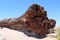 Petrified Forest National Park - Geological Wonder of Arizona