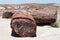 Petrified Forest National Park - Geological Wonder of Arizona