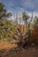 Petrified Forest State Park Escalante 2279