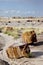 Petrified forrest in Arizona