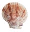 Petrified half the ocean seashells