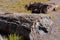 Petrified Logs laying in the Arizona desert.