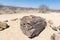 Petrified and mineralized tree trunk in the famous Petrified Forest National Park at Khorixas, Namibia, Africa. 280 million years