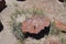 Petrified National Forest Long Fallen Log