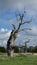 Petrified Oak Tree in a Petrified Forest