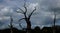 Petrified Oak Tree Silhouette