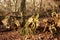 Petrified oaks and beeches with roots in the Sababurg primeval forest