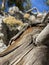 Petrified Pine Tree Along The Trails of The Spring Mountains Forest National Park, Nevada