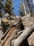 Petrified Pine Tree Along The Trails of The Spring Mountains Forest National Park, Nevada