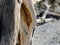 Petrified Pine Tree Along The Trails of The Spring Mountains Forest National Park, Nevada