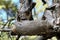 Petrified Pine Tree Along The Trails of The Spring Mountains Forest National Park, Nevada