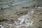 Petrified plants in the salt sea