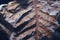 Petrified prehistorical fronds of fern imprint on the stone with plants