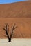 Petrified tree at Dead Vlei - Namibia
