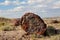 Petrified Tree Trunk