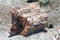 Petrified tree trunk, Cristal Forest, Petrified Forest National Park, Arizona, United States