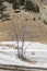 Petrified trees Mammoth Hot springs Yellowstone