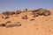 Petrified trees in Sudan