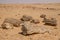 Petrified trees in Sudan,