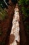 Petrified trunk tree.