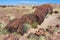 Petrified trunks and wood in Petrified Forest National Park, Arizona, USA