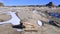 Petrified wood at Bisti Badlands