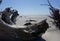 Petrified wood on Boneyard Beach on Capers Island South Carolina