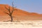 Petrified wood, clay and red sand dunes in Deadvlei, Namibia.