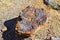 Petrified Wood close up, colorful shades of red, orange, purple, yellow and grey example of fossilized mineralization