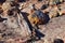 Petrified Wood close up, colorful shades of red, orange, purple, yellow and grey example of fossilized mineralization