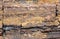 Petrified wood fossil background
