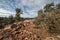 Petrified wood on Gooseberry Mesa