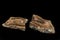 Petrified Wood Inclusion In Algae Fossilized