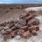 Petrified wood logs, Petrified Forest National Park, Arizona, USA