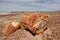 Petrified Wood at Petrified Forest National Park