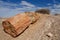 Petrified Wood at Petrified Forest National Park