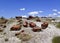 Petrified wood specimens outdoors